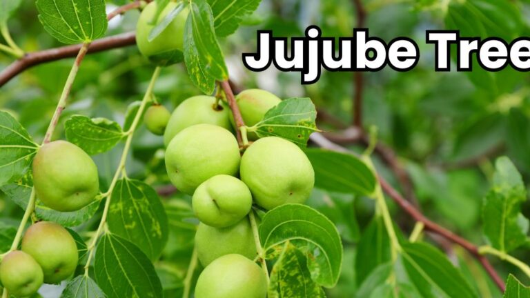 The jujube