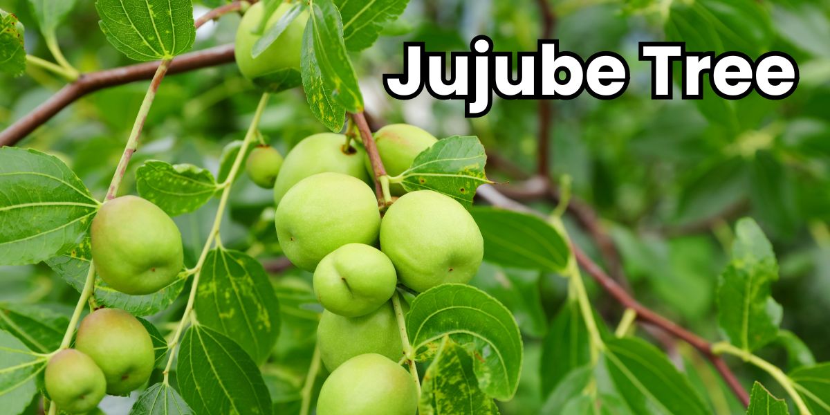 The jujube