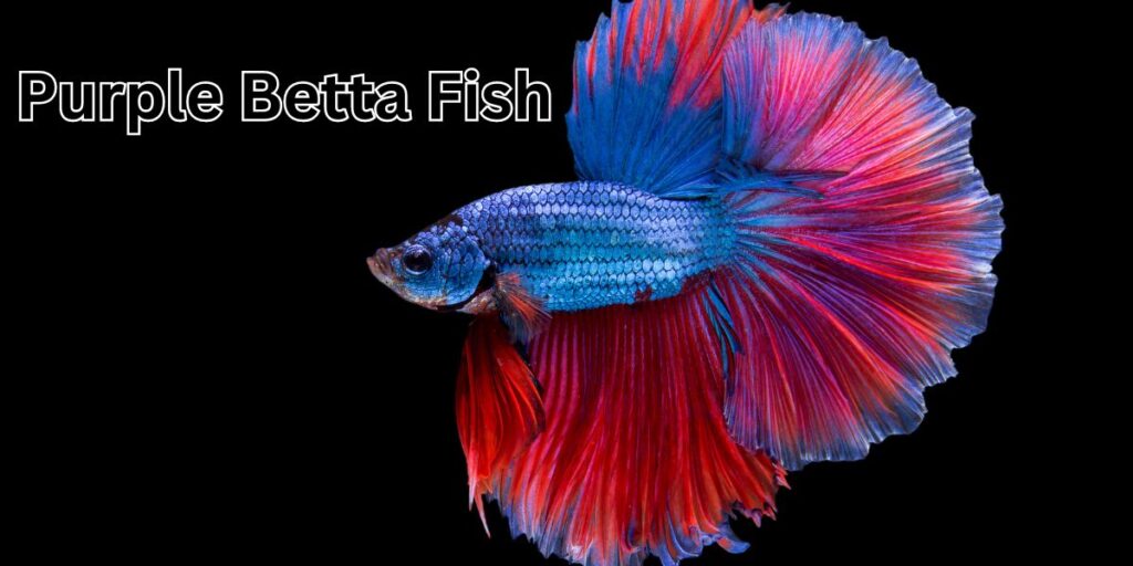 Purple Betta Fish